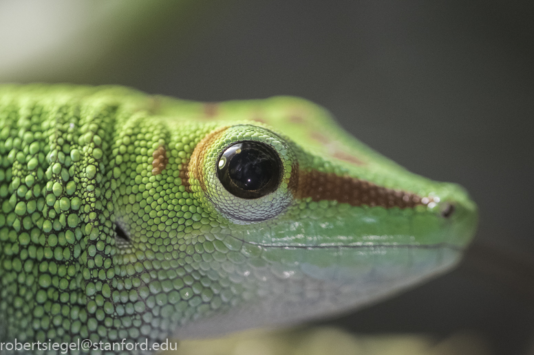 California Academy of Science 2019